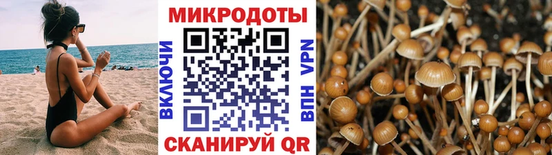 Галлюциногенные грибы Psilocybe  blacksprut зеркало  Нестеров 